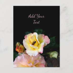 Bee on Pink Yellow Roses Flowers Postcard