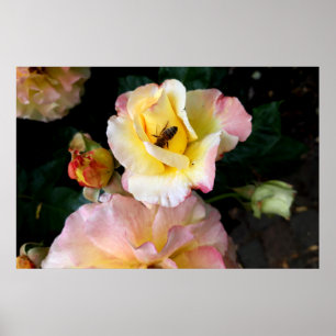 Bee on Pink Yellow Roses Flowers Poster
