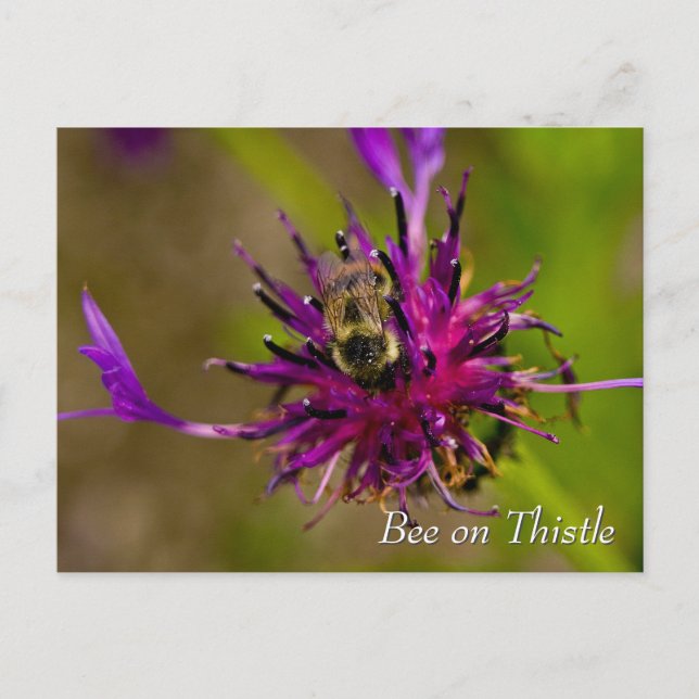 Bee on purple thistle flower postcard (Front)