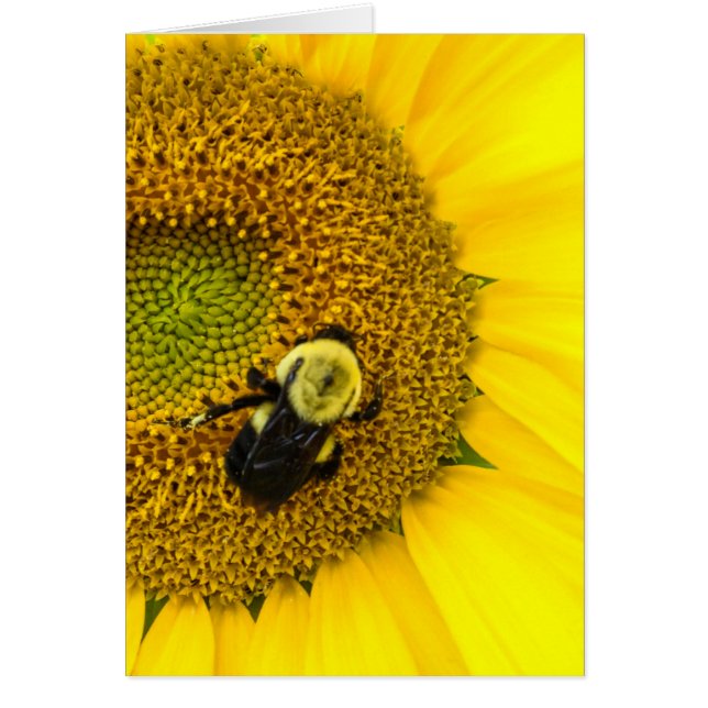 Bee on Sunflower (Front)