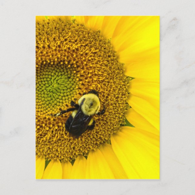 Bee on Sunflower Postcard (Front)