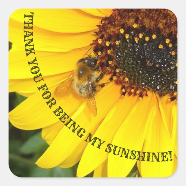 Bee on Sunflower You are my Sunshine Square Sticker (Front)