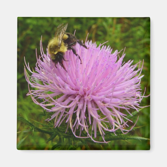 Bee on Thistle Flower Nature Magnet (Front)