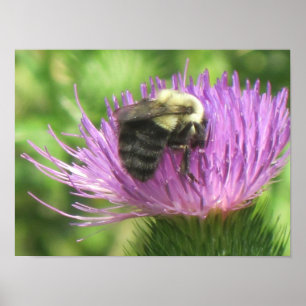 Bee On Thistle Poster