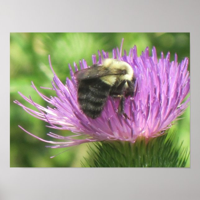 Bee On Thistle Poster (Front)