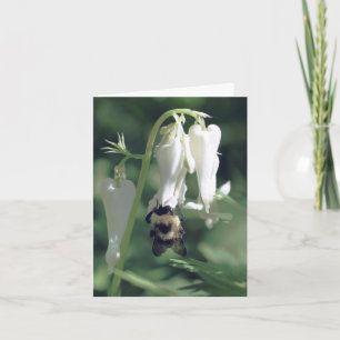 Bee On White Columbine Flower Photography Note Card
