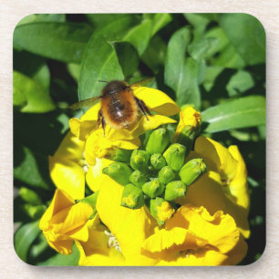 Bee on Yellow Flowers Coaster