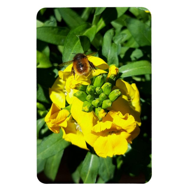Bee on Yellow Flowers Magnet (Vertical)