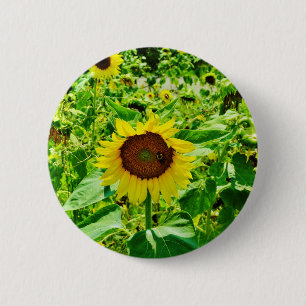 Bee on yellow Sunflower 6 Cm Round Badge