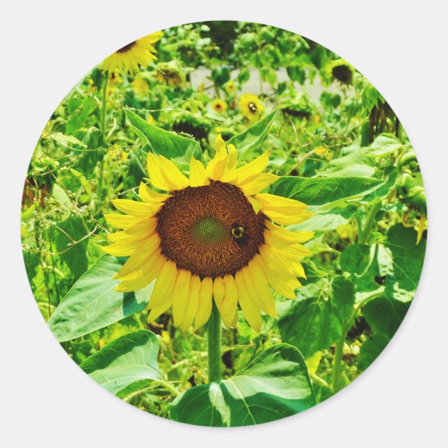 Bee on yellow Sunflower Classic Round Sticker (Front)