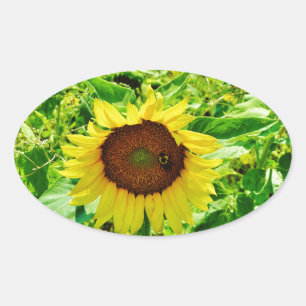 Bee on yellow Sunflower Oval Sticker