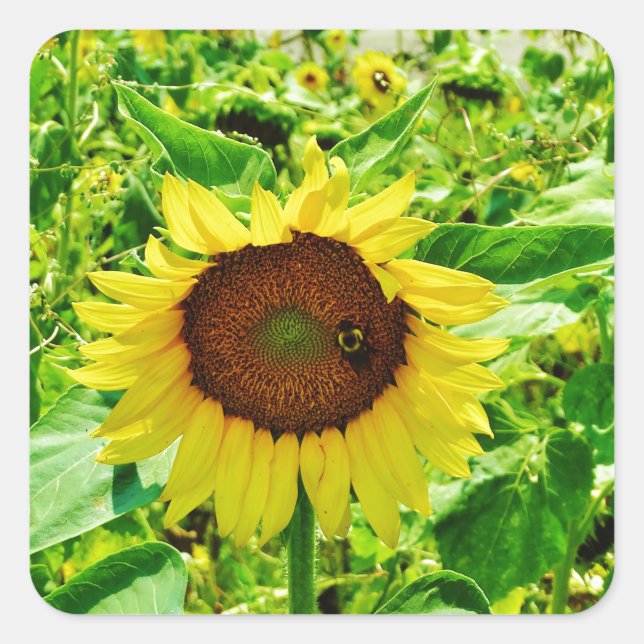 Bee on yellow Sunflower Square Sticker (Front)
