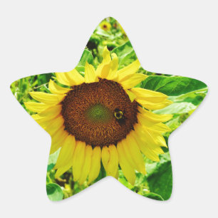 Bee on yellow Sunflower Star Sticker