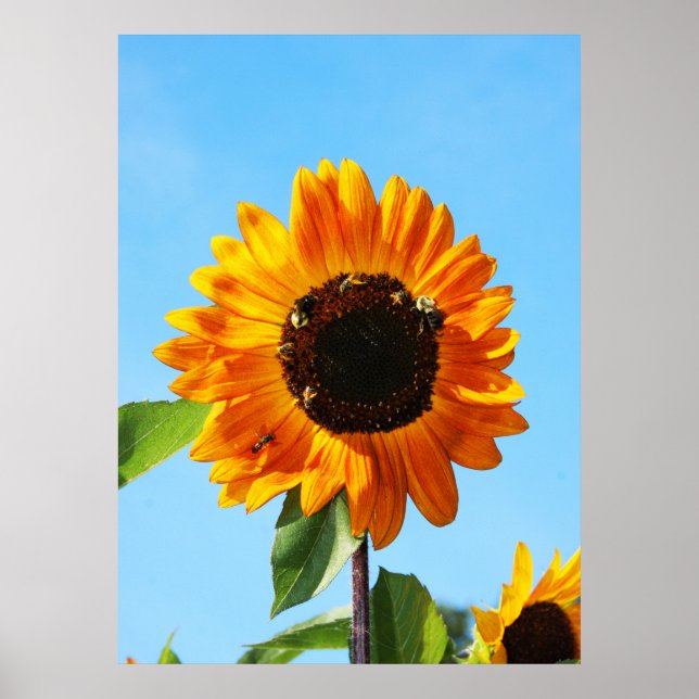 Bee Party 1 Poster (Front)