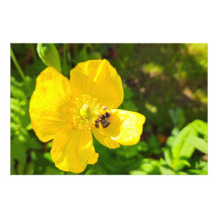 Bee photo print