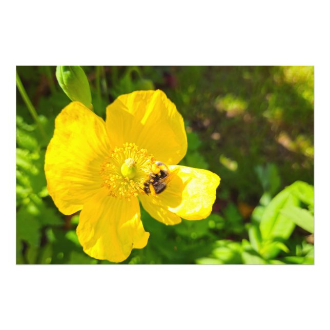 Bee  photo print (Front)