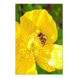 Bee  photo print