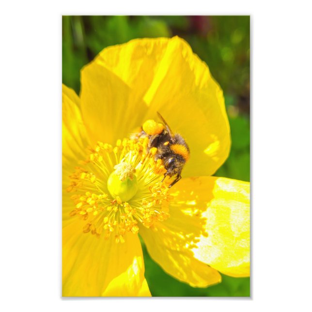 Bee  photo print (Front)