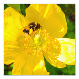 Bee photo print