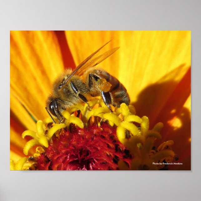 Bee Pollinating Flower Poster (Front)