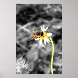 Bee Pollinating Poster