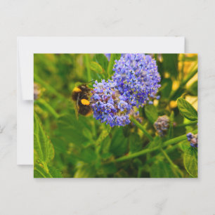 Bee postcard
