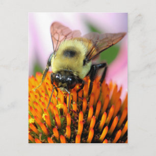 Bee Postcard