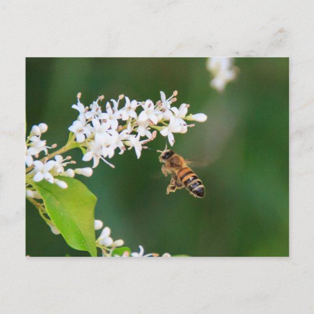Bee Postcard (Front)