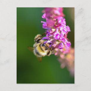 Bee postcard