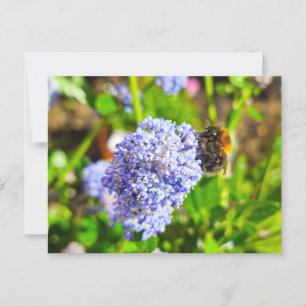 Bee postcard
