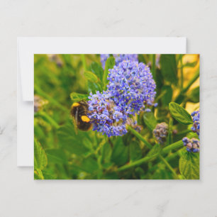 Bee postcard