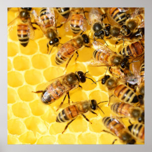 Bee Poster
