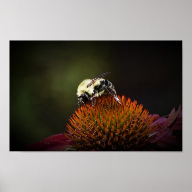 Bee, Poster (Front)