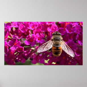Bee, Poster