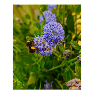 Bee poster