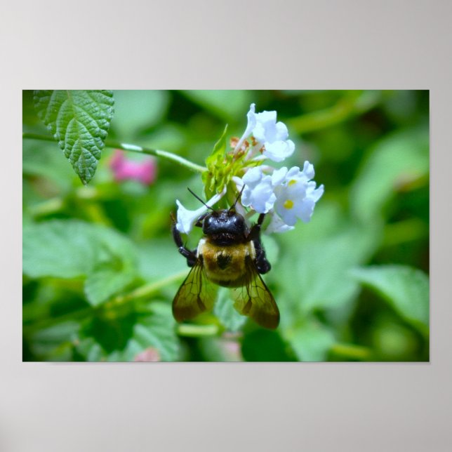 Bee, Poster (Front)