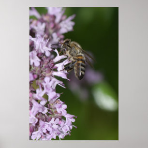 Bee Poster