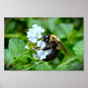 Bee, Poster