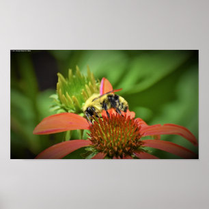 Bee, Poster