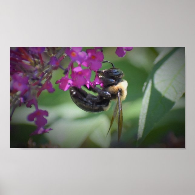 Bee, Poster (Front)