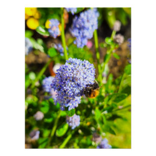 Bee poster
