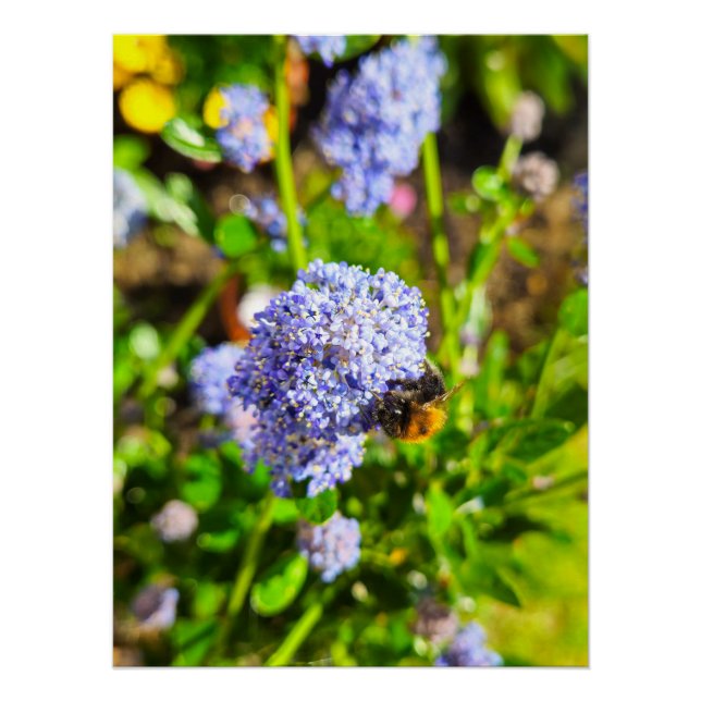 Bee  poster (Front)