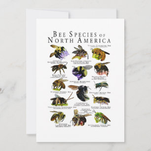 Bee Species of North America Poster Print Invitation