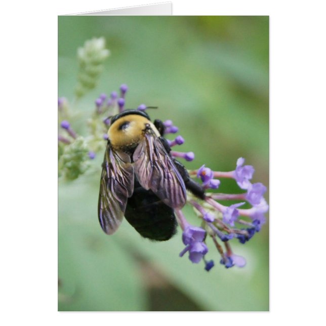 Bee-utiful Bee! (Front)