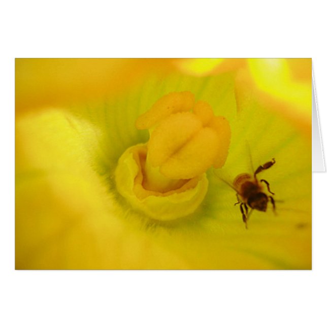 Bee Within Zucchini Flower (Front Horizontal)