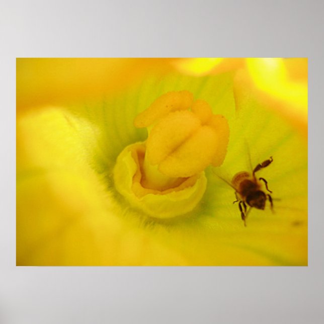 Bee Within Zucchini Flower Print (Front)