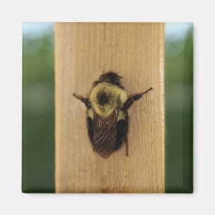 Bee-zilla Magnet