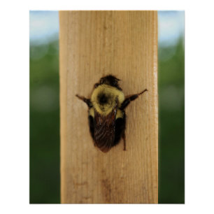 Bee-zilla Poster