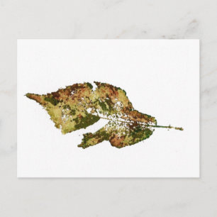 "Beech #4" Country Roads Postcard