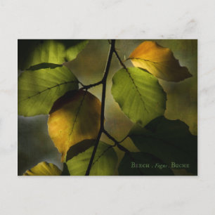 Beech Postcard